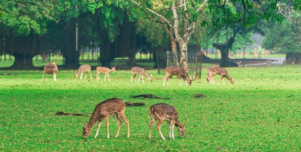 wisata kebun raya